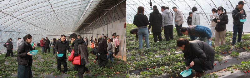 摘草莓活動(dòng)